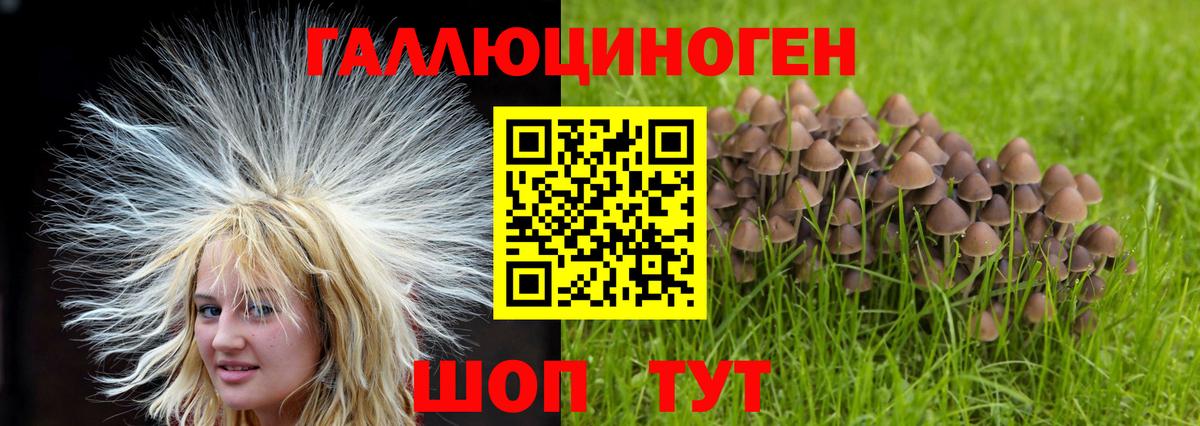 Псилоцибиновые грибы Psilocybe Ефремов